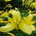Hemerocallis citrina fleur